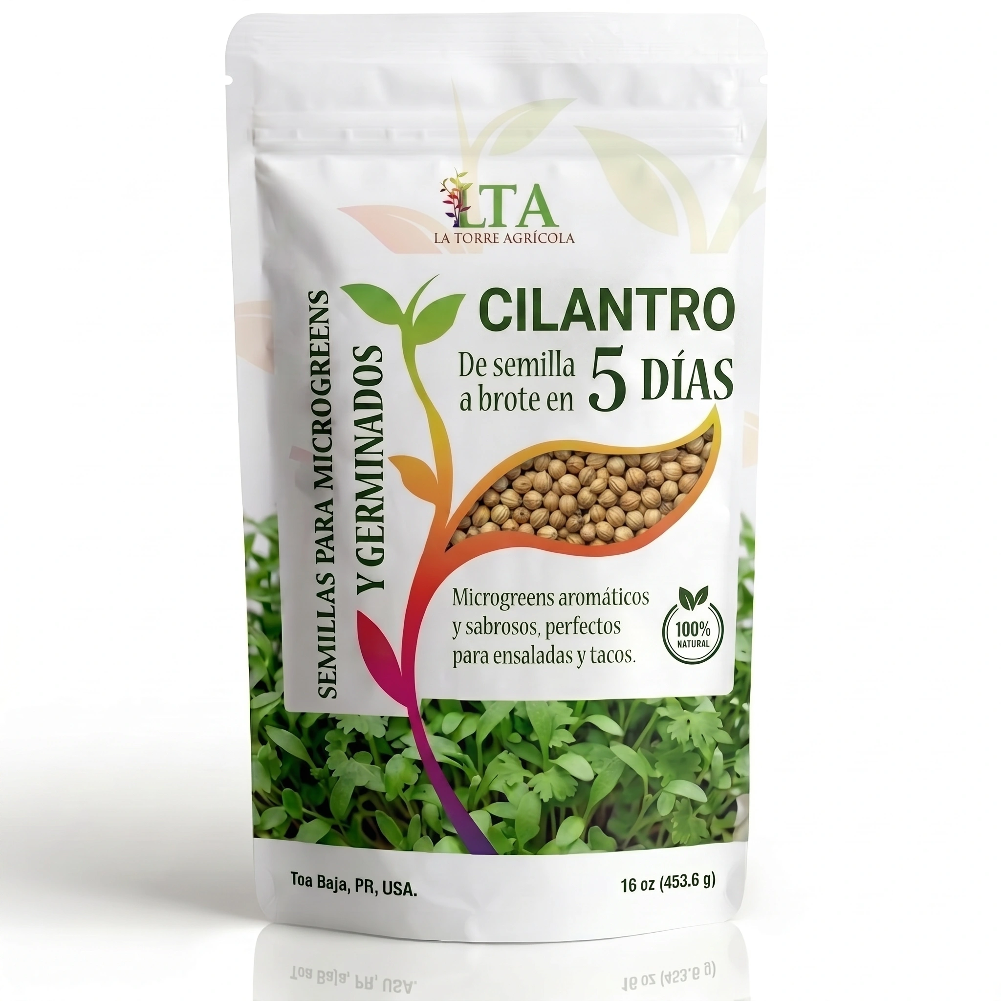 Cilantro